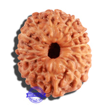Load image into Gallery viewer, 12 Mukhi Indonesian Rudraksha - Bead No. 200