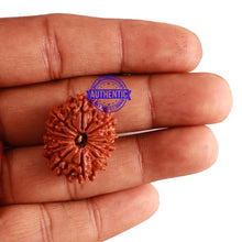 Load image into Gallery viewer, 12 Mukhi Nepalese Rudraksha - Bead No 200