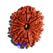 Load image into Gallery viewer, 12 Mukhi Nepalese Rudraksha - Bead No 200