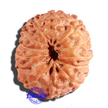 Load image into Gallery viewer, 12 Mukhi Indonesian Rudraksha - Bead No. 200