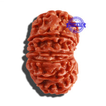 Load image into Gallery viewer, 12 Mukhi Nepalese Rudraksha - Bead No 200