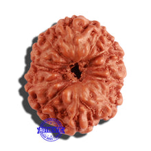 Load image into Gallery viewer, 12 Mukhi Indonesian Rudraksha - Bead No. 201