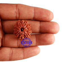 Load image into Gallery viewer, 12 Mukhi Nepalese Rudraksha - Bead No 201