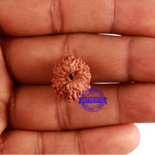 Load image into Gallery viewer, 12 Mukhi Indonesian Rudraksha - Bead No. 201