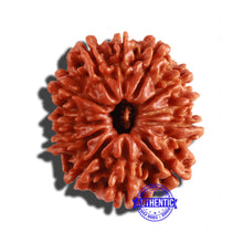 Load image into Gallery viewer, 12 Mukhi Nepalese Rudraksha - Bead No 201