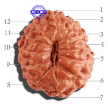 Load image into Gallery viewer, 12 Mukhi Indonesian Rudraksha - Bead No. 201