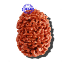 Load image into Gallery viewer, 12 Mukhi Nepalese Rudraksha - Bead No 201
