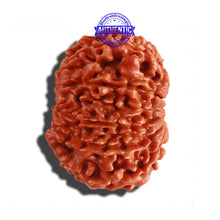 Load image into Gallery viewer, 12 Mukhi Nepalese Rudraksha - Bead No 201