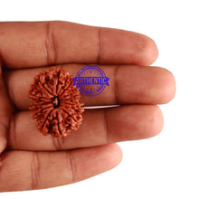 Load image into Gallery viewer, 12 Mukhi Nepalese Rudraksha - Bead No 202