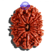 Load image into Gallery viewer, 12 Mukhi Nepalese Rudraksha - Bead No 202