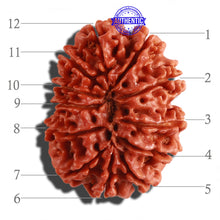 Load image into Gallery viewer, 12 Mukhi Nepalese Rudraksha - Bead No 202
