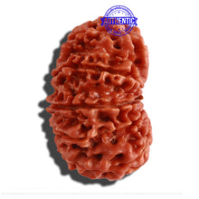 Load image into Gallery viewer, 12 Mukhi Nepalese Rudraksha - Bead No 202
