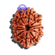 Load image into Gallery viewer, 12 Mukhi Nepalese Rudraksha - Bead No 203