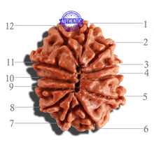 Load image into Gallery viewer, 12 Mukhi Nepalese Rudraksha - Bead No 203