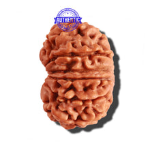 Load image into Gallery viewer, 12 Mukhi Nepalese Rudraksha - Bead No 203