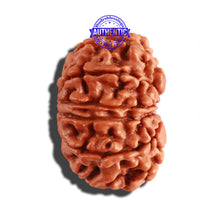 Load image into Gallery viewer, 12 Mukhi Nepalese Rudraksha - Bead No 203