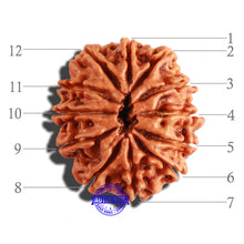 Load image into Gallery viewer, 12 Mukhi Nepalese Rudraksha - Bead No 204