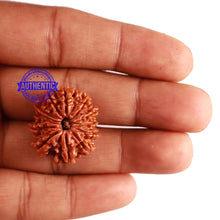 Load image into Gallery viewer, 12 Mukhi Nepalese Rudraksha - Bead No 205