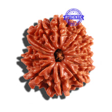 Load image into Gallery viewer, 12 Mukhi Nepalese Rudraksha - Bead No 205