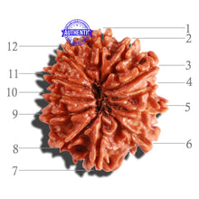 Load image into Gallery viewer, 12 Mukhi Nepalese Rudraksha - Bead No 205