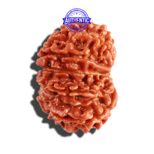 Load image into Gallery viewer, 12 Mukhi Nepalese Rudraksha - Bead No 205