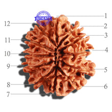 Load image into Gallery viewer, 12 Mukhi Nepalese Rudraksha - Bead No 206