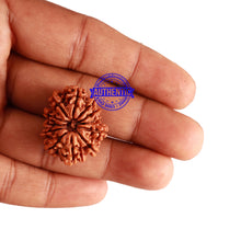 Load image into Gallery viewer, 12 Mukhi Nepalese Rudraksha - Bead No 207