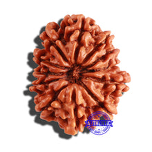 Load image into Gallery viewer, 12 Mukhi Nepalese Rudraksha - Bead No 207