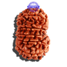 Load image into Gallery viewer, 12 Mukhi Nepalese Rudraksha - Bead No 207