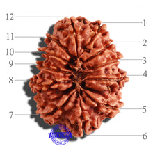 Load image into Gallery viewer, 12 Mukhi Nepalese Rudraksha - Bead No 208