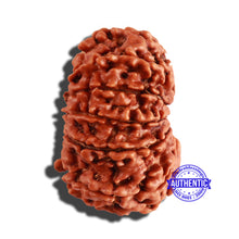 Load image into Gallery viewer, 12 Mukhi Nepalese Rudraksha - Bead No 208