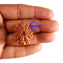 Load image into Gallery viewer, 12 Mukhi Nepalese Rudraksha - Bead No 209