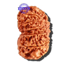Load image into Gallery viewer, 12 Mukhi Nepalese Rudraksha - Bead No 209