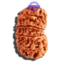 Load image into Gallery viewer, 12 Mukhi Nepalese Rudraksha - Bead No 209