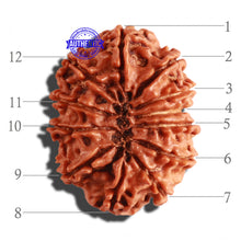 Load image into Gallery viewer, 12 Mukhi Nepalese Rudraksha - Bead No 210