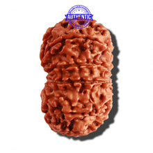 Load image into Gallery viewer, 12 Mukhi Nepalese Rudraksha - Bead No 210