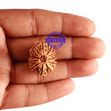 Load image into Gallery viewer, 12 Mukhi Nepalese Rudraksha - Bead No 211