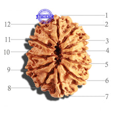 Load image into Gallery viewer, 12 Mukhi Nepalese Rudraksha - Bead No 211