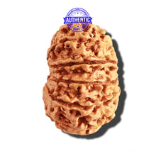 Load image into Gallery viewer, 12 Mukhi Nepalese Rudraksha - Bead No 211