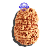 Load image into Gallery viewer, 12 Mukhi Nepalese Rudraksha - Bead No 211