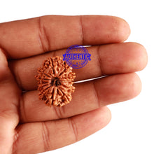 Load image into Gallery viewer, 12 Mukhi Nepalese Rudraksha - Bead No 212