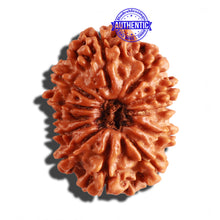 Load image into Gallery viewer, 12 Mukhi Nepalese Rudraksha - Bead No 212