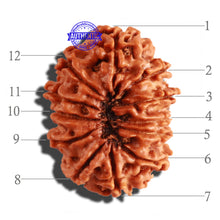 Load image into Gallery viewer, 12 Mukhi Nepalese Rudraksha - Bead No 212