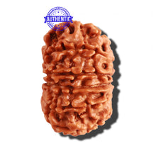 Load image into Gallery viewer, 12 Mukhi Nepalese Rudraksha - Bead No 212
