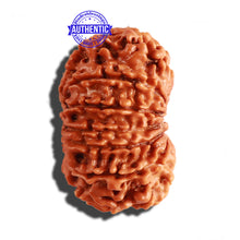 Load image into Gallery viewer, 12 Mukhi Nepalese Rudraksha - Bead No 212