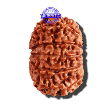 Load image into Gallery viewer, 12 Mukhi Nepalese Rudraksha - Bead No 213