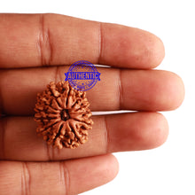 Load image into Gallery viewer, 12 Mukhi Nepalese Rudraksha - Bead No 214