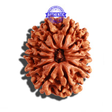 Load image into Gallery viewer, 12 Mukhi Nepalese Rudraksha - Bead No 214