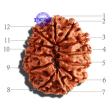 Load image into Gallery viewer, 12 Mukhi Nepalese Rudraksha - Bead No 214