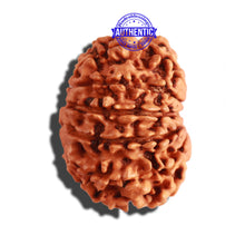 Load image into Gallery viewer, 12 Mukhi Nepalese Rudraksha - Bead No 214